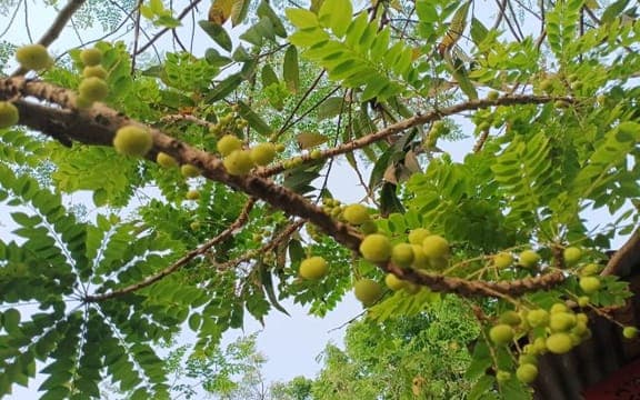 অরবড়ই ফল, জিভে আসে জল